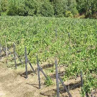 Do Bonjardim Agroturismo CENTRE PORTUGAL